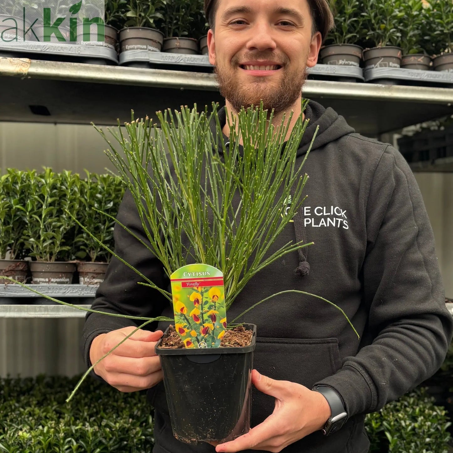 Cytisus 'Firefly' 2L One Click Plants