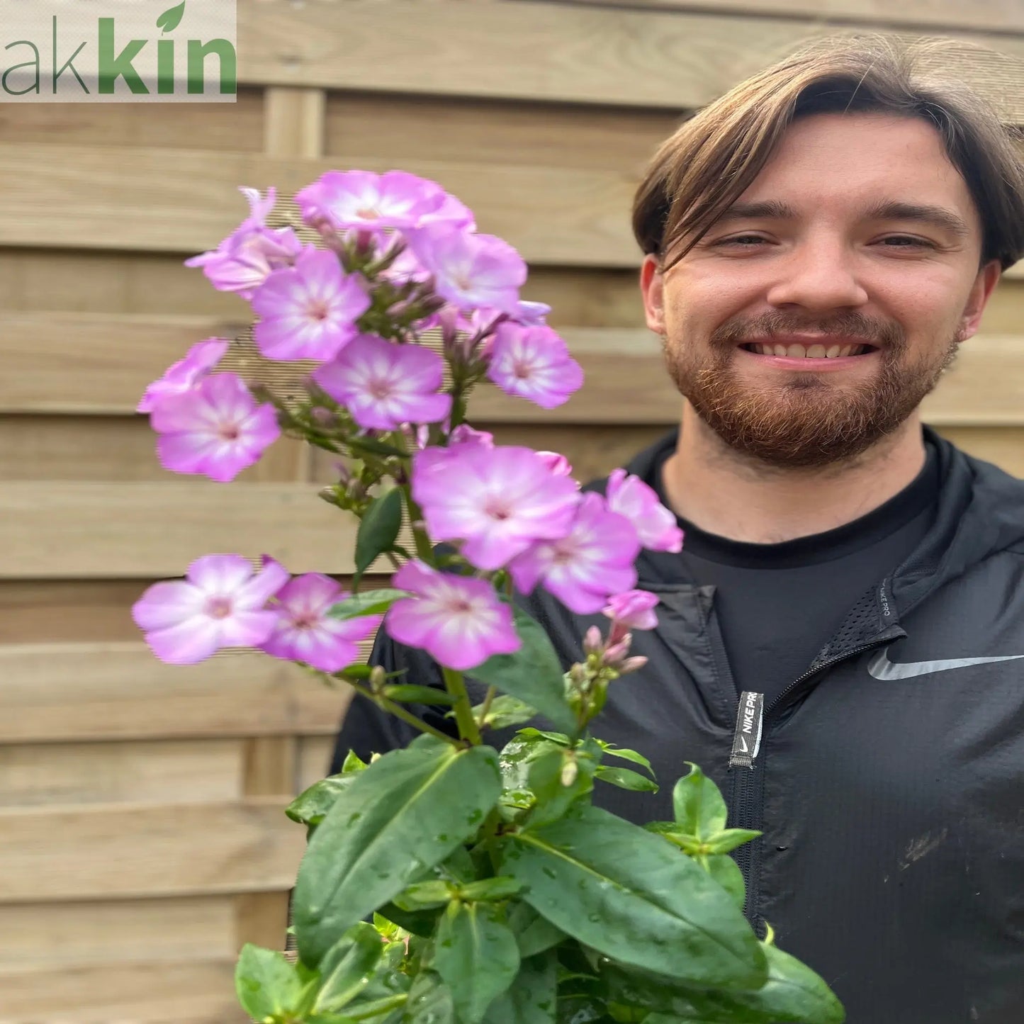 Phlox paniculata 'Pink Eye Flame' 2L One Click Plants