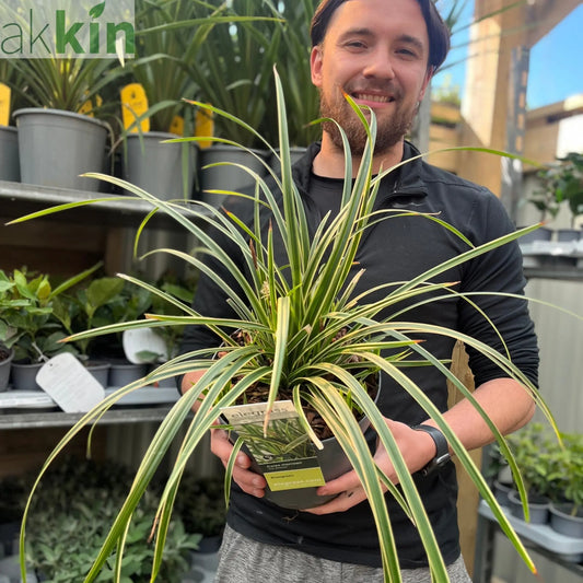 Carex morrowii 'Ice Dance' 3L One Click Plants
