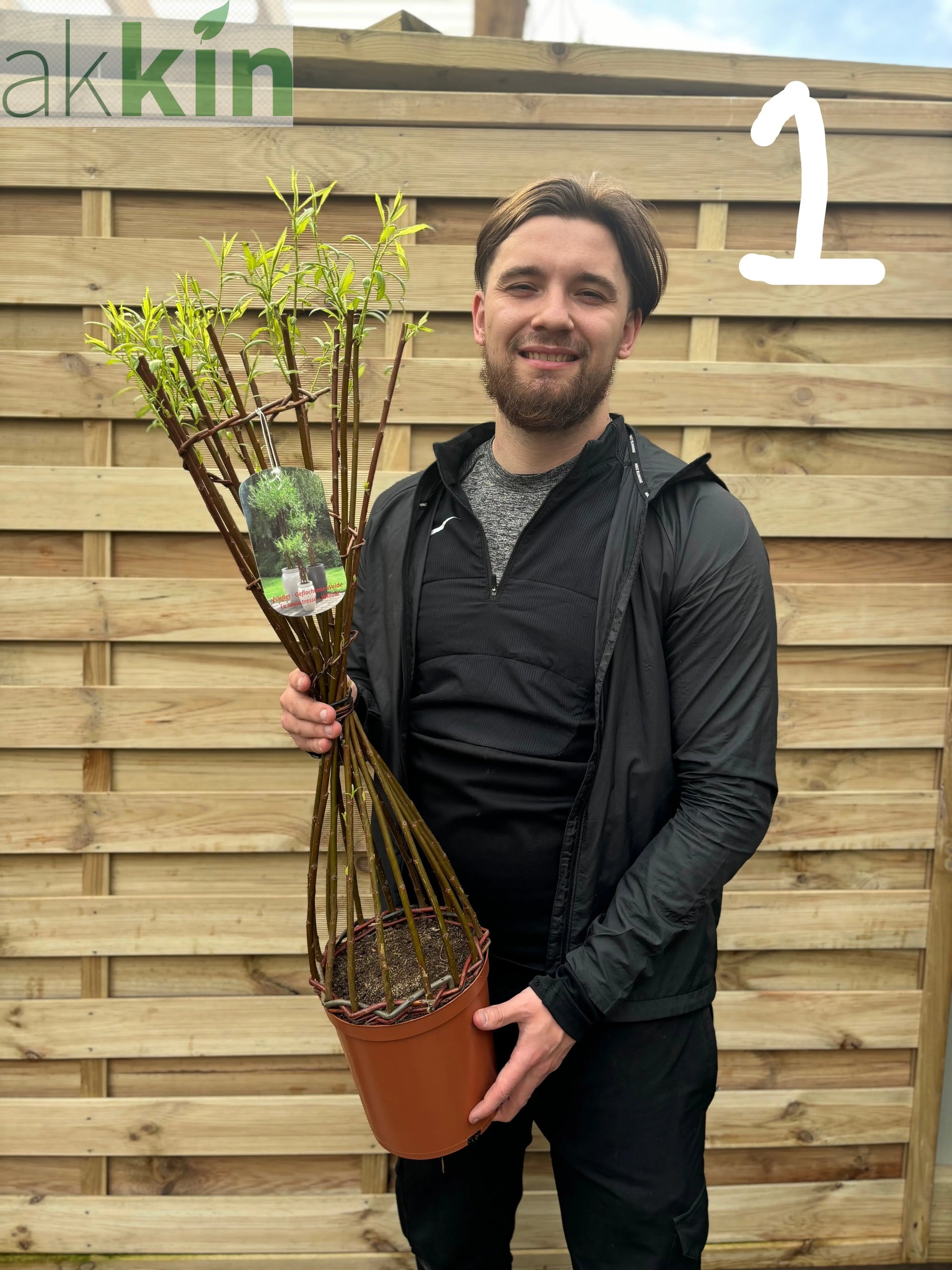 Salix  Living Braided Willow Tree Sculpture (80-90cm) One Click Plants