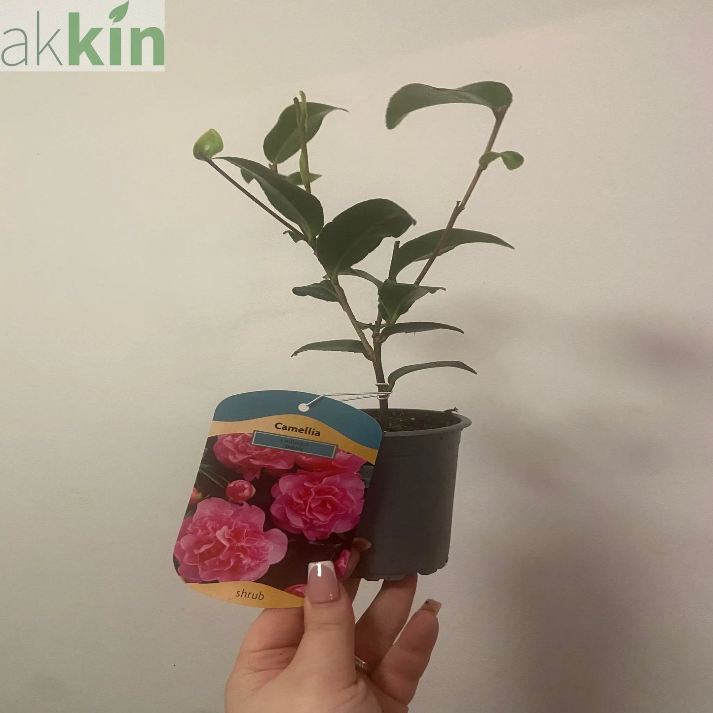 Camellia japonica Debbie 9cm / 2L One Click Plants