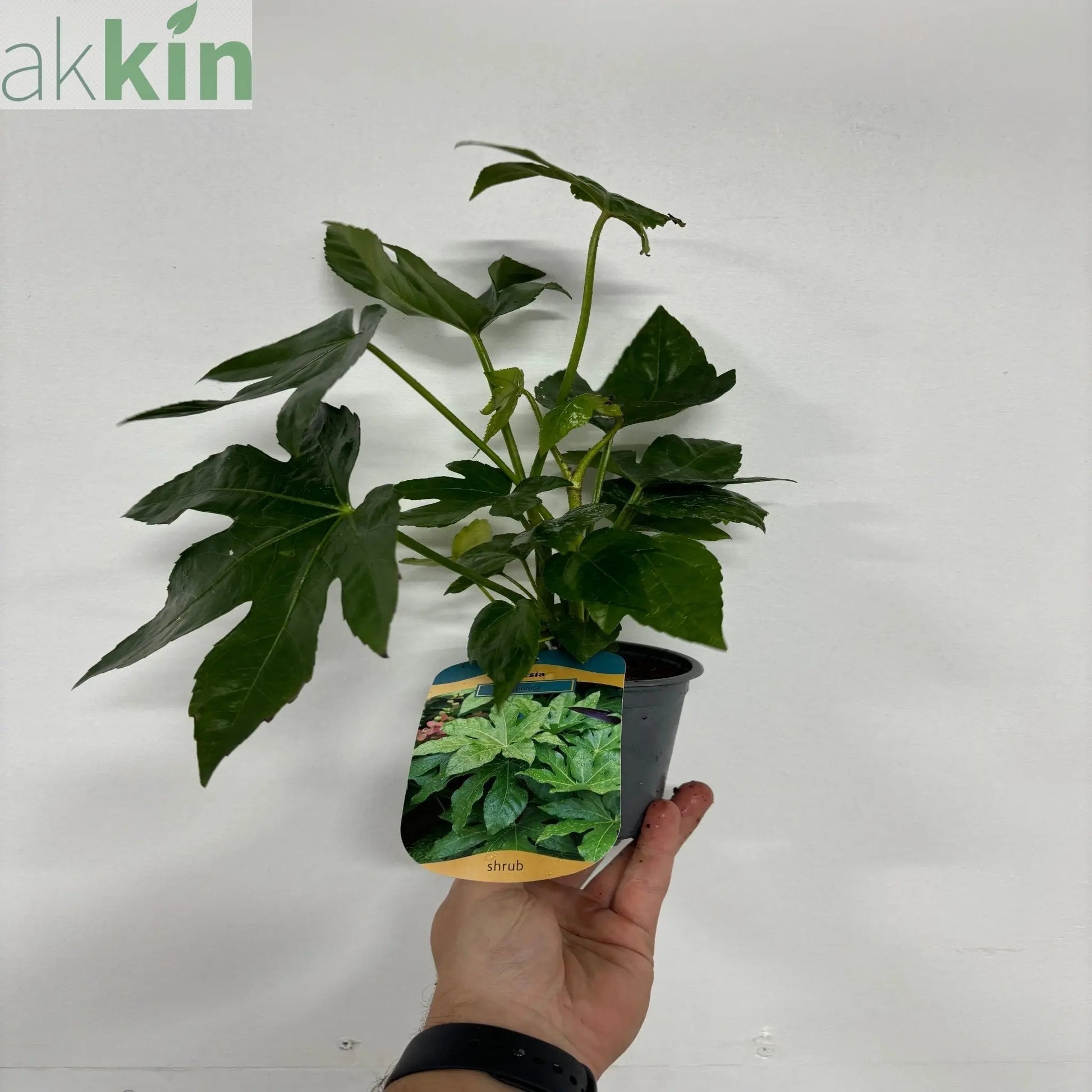 Fatsia japonica 9cm-5L One Click Plants