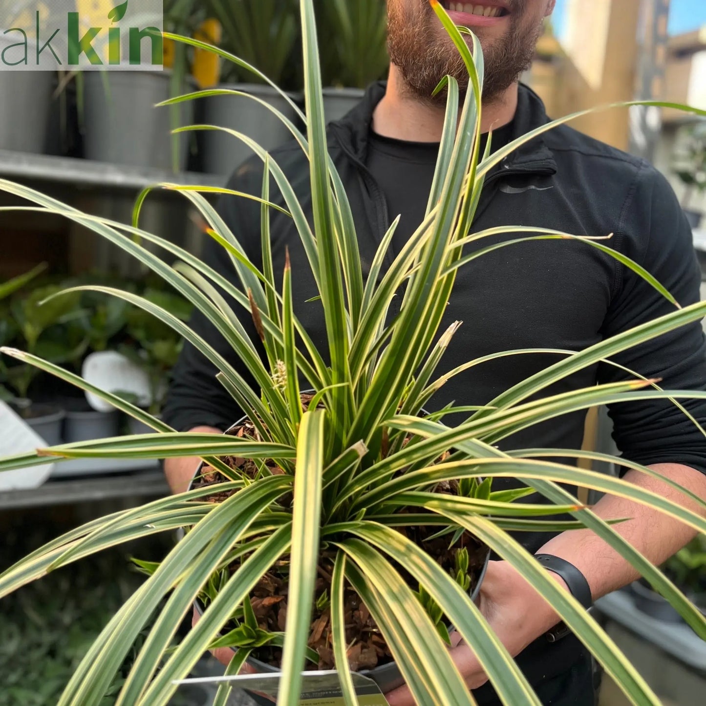 Carex morrowii 'Ice Dance' 3L One Click Plants