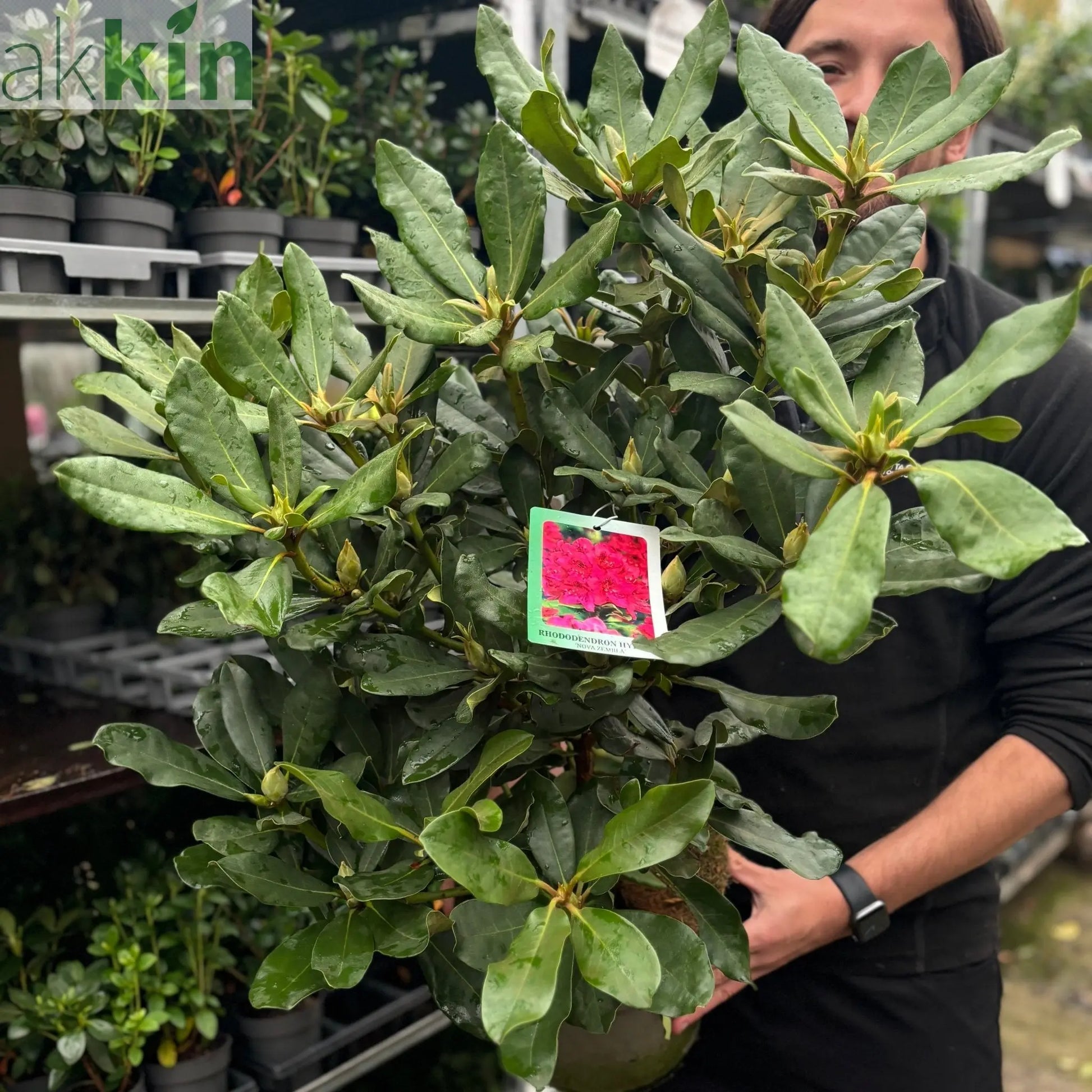 Rhododendron 'Nova Zembla' 2L / 5L One Click Plants