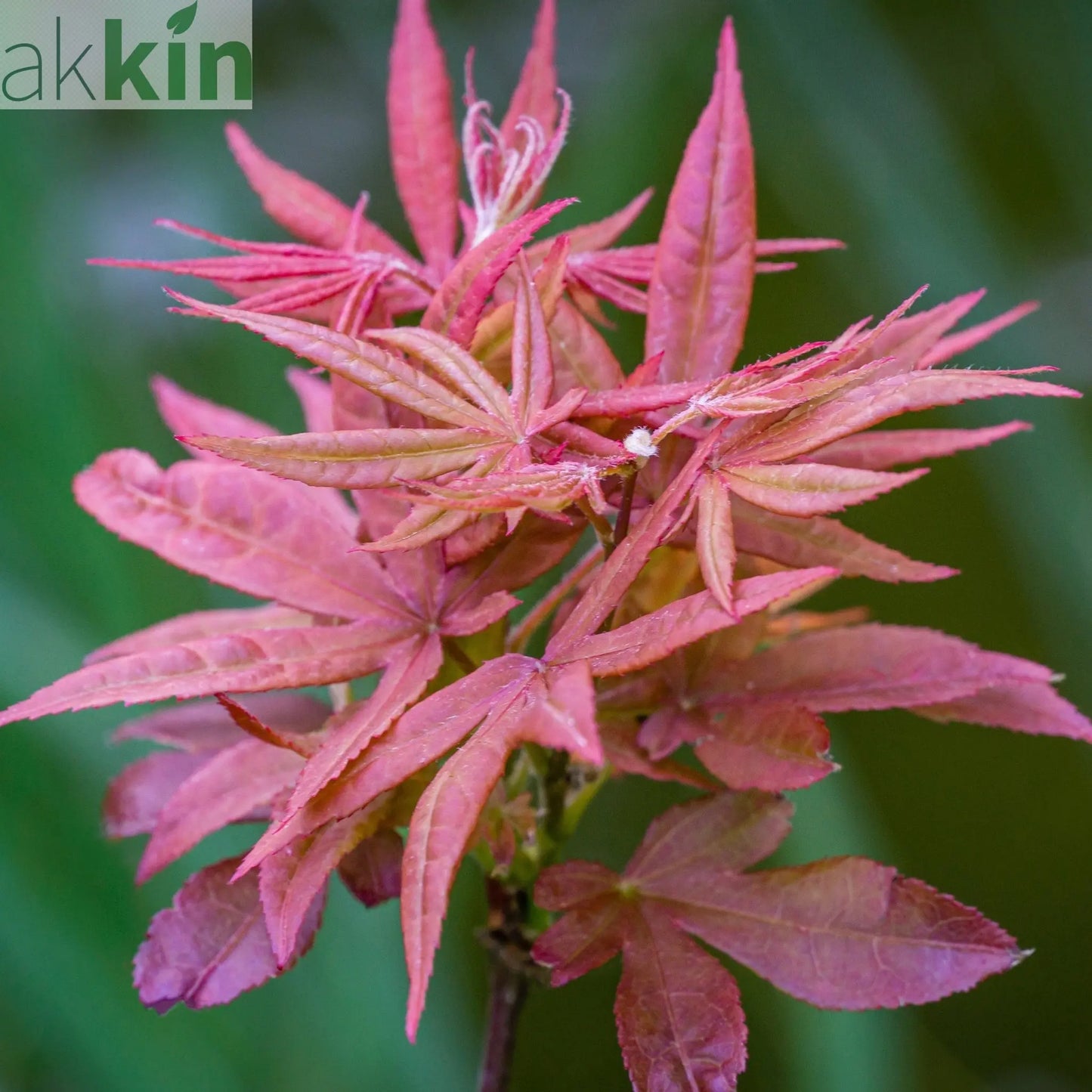 Acer palmatum 'Extravaganza' 3L One Click Plants