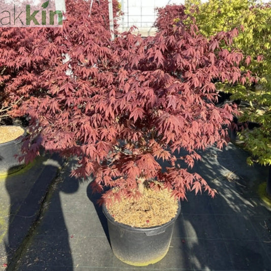 Acer palmatum 'Atropurpureum' 170cm 50L One Click Plants