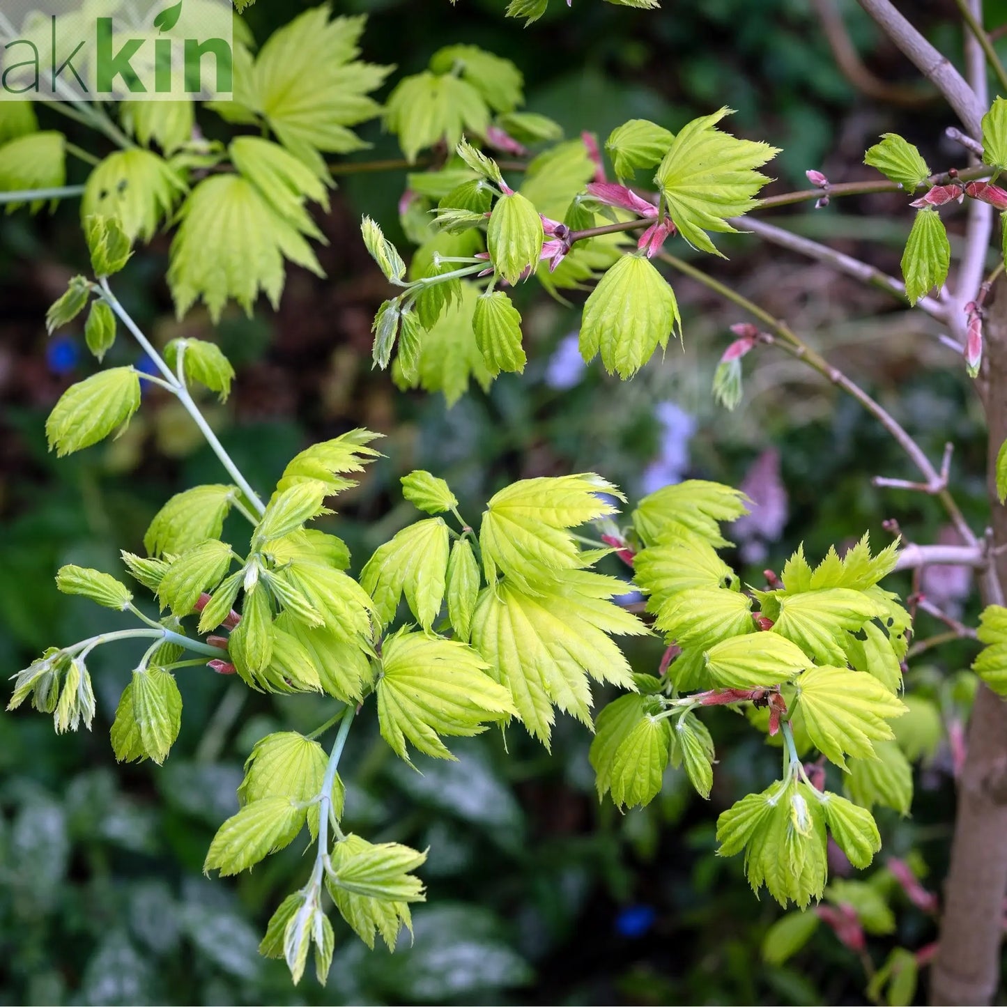 Acer shirasawanum 'Jordan'  3L (60cm) One Click Plants