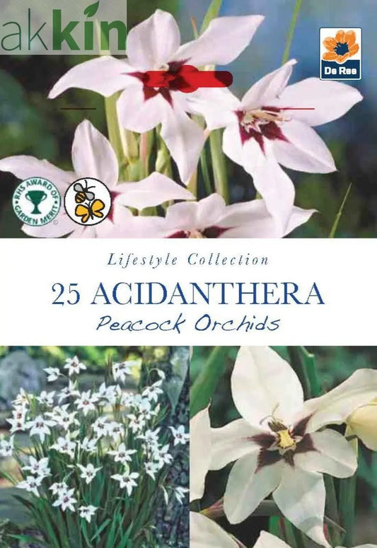 Acidanthera (Peacock Orchids) - 25 Corms One Click Plants