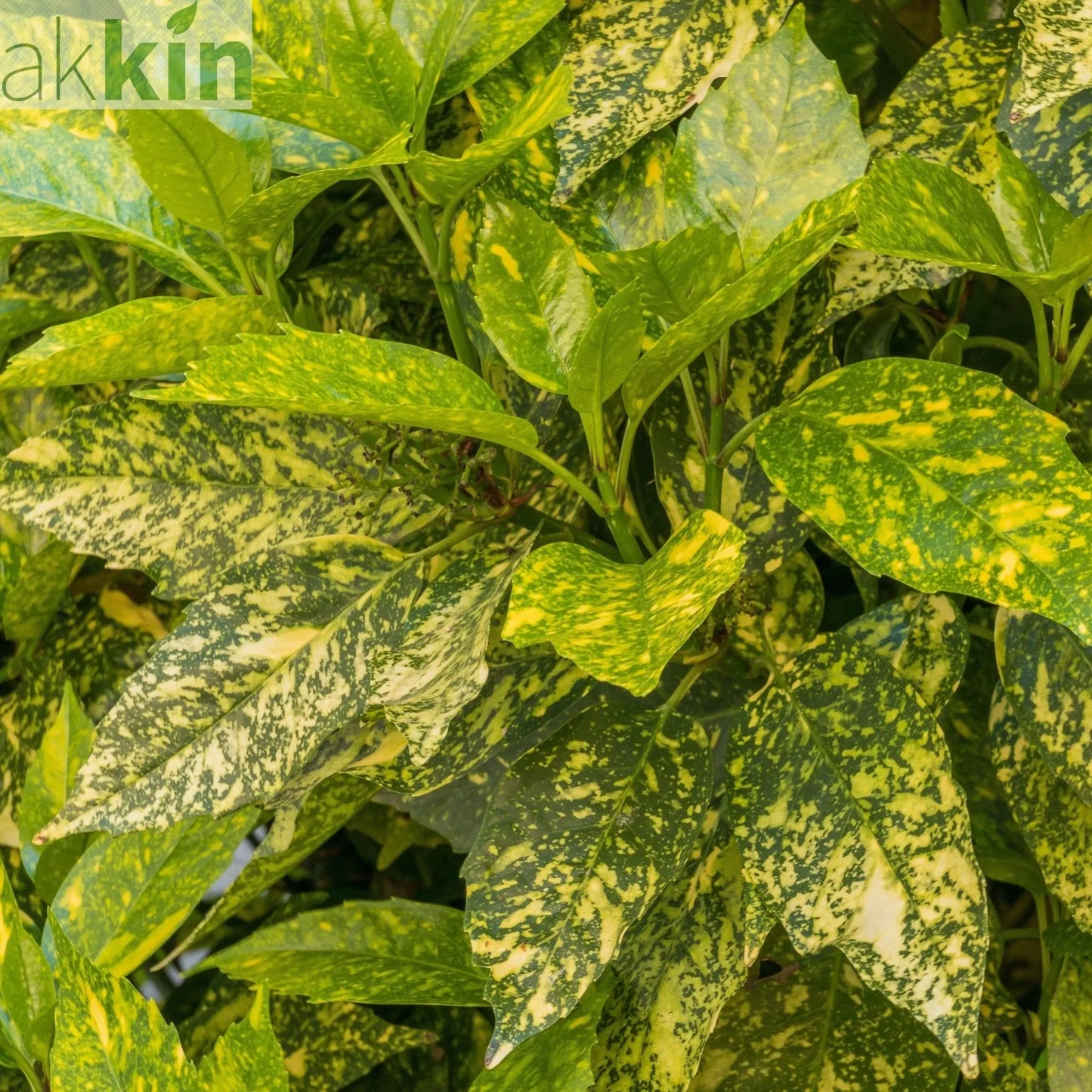 Aucuba Spotted Laurel 2L / 5L One Click Plants