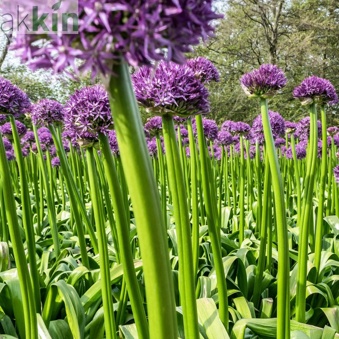 Allium 'Gladiator' 2L Pot One Click Plants