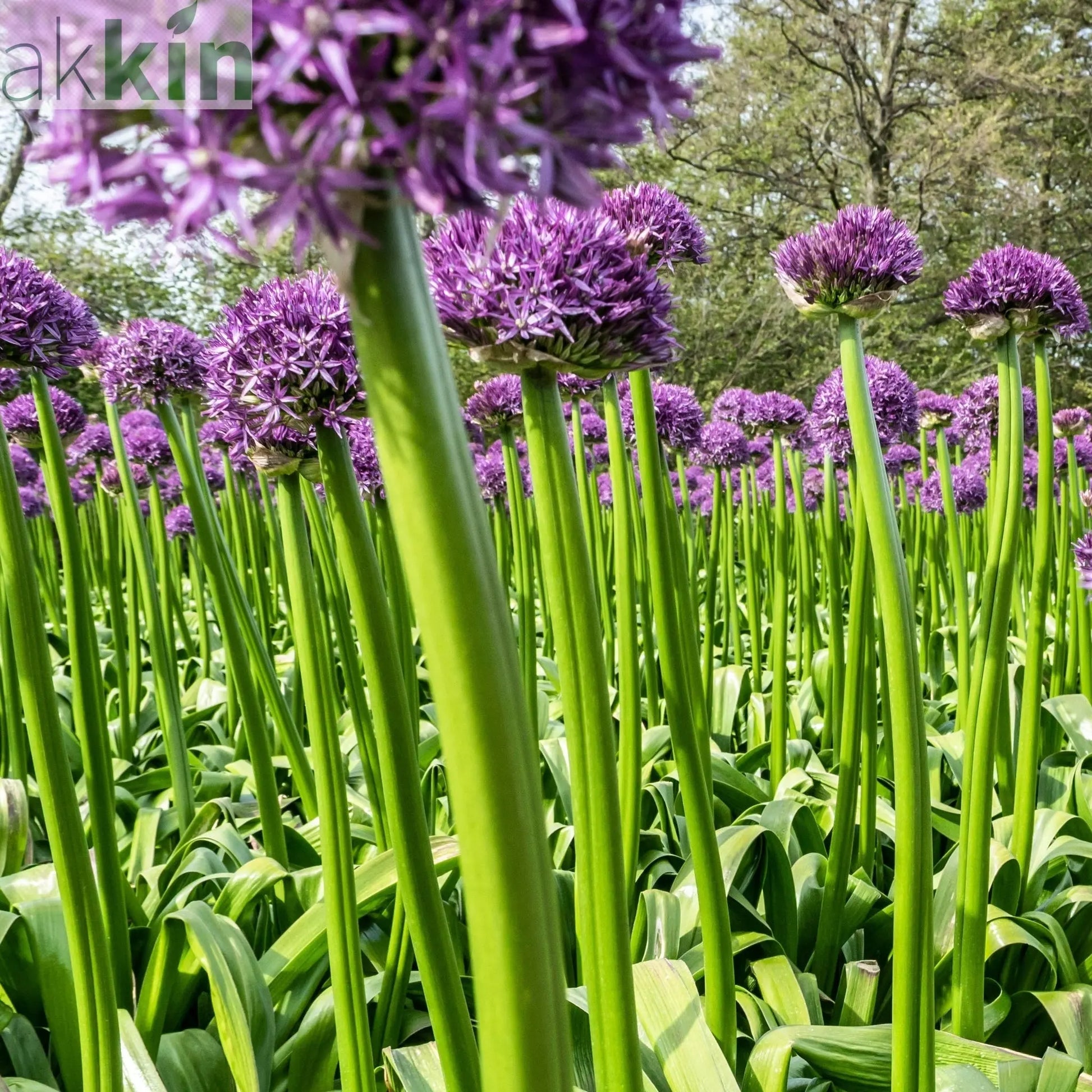 Allium 'Gladiator' 2L Pot One Click Plants
