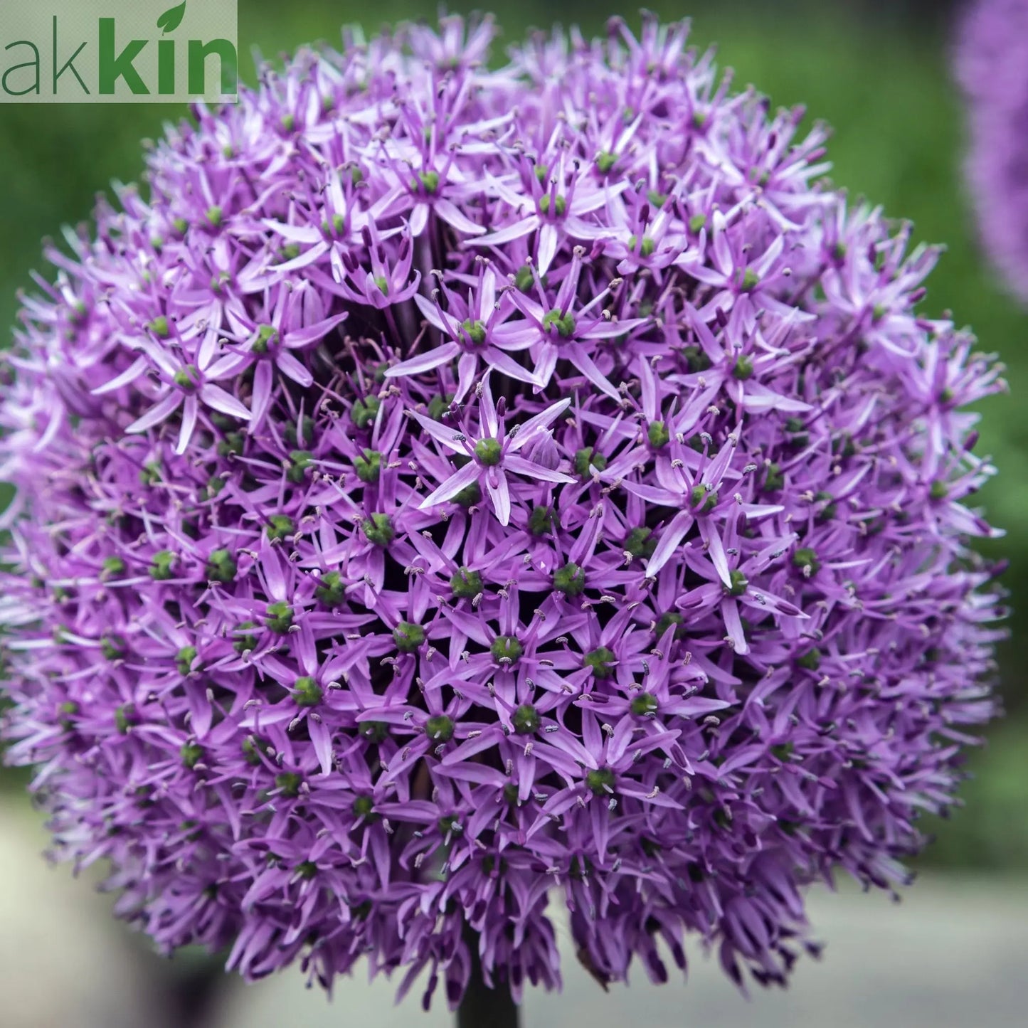 Allium 'Gladiator' 2L Pot One Click Plants