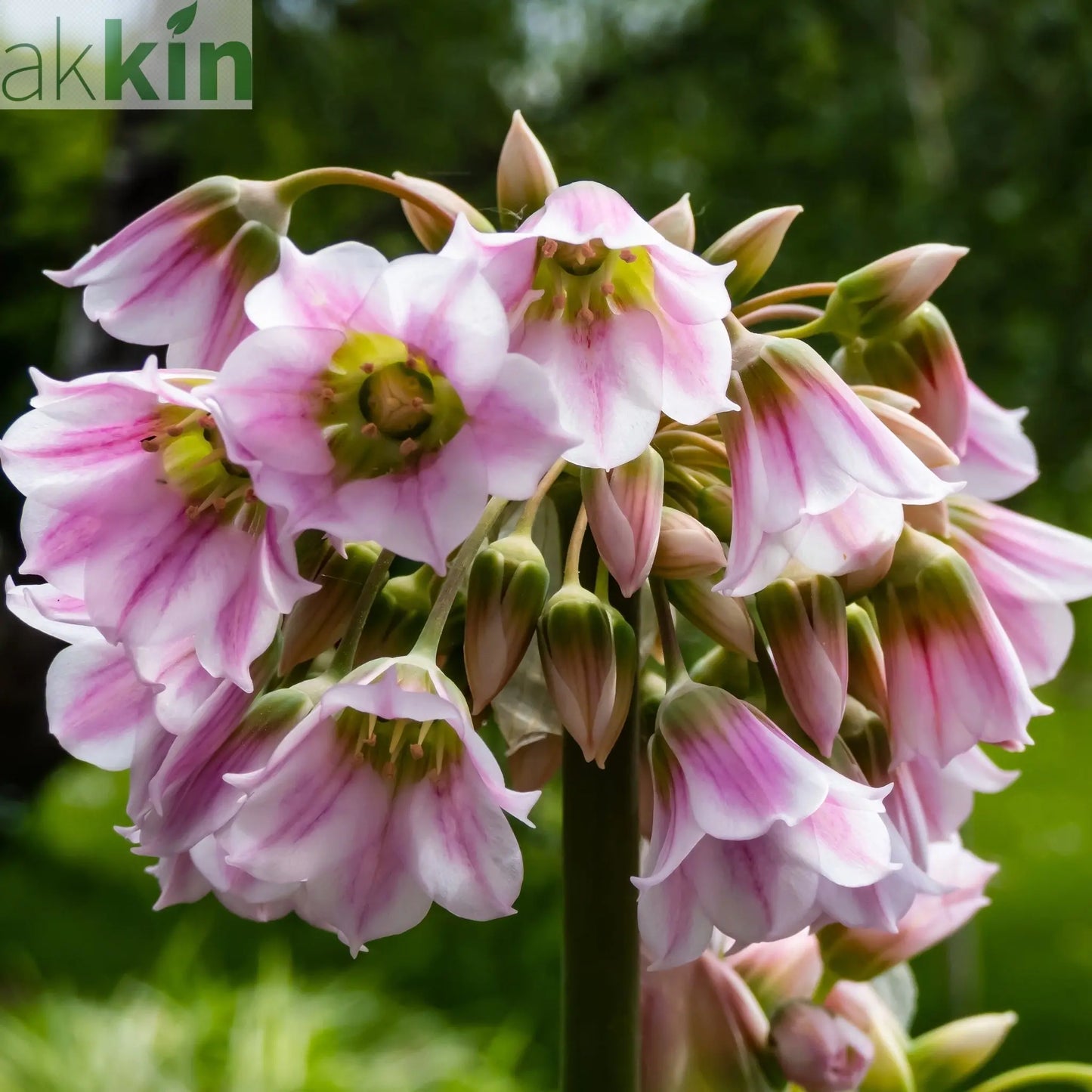 Allium Mixed Bulbs (25 Bulbs) One Click Plants