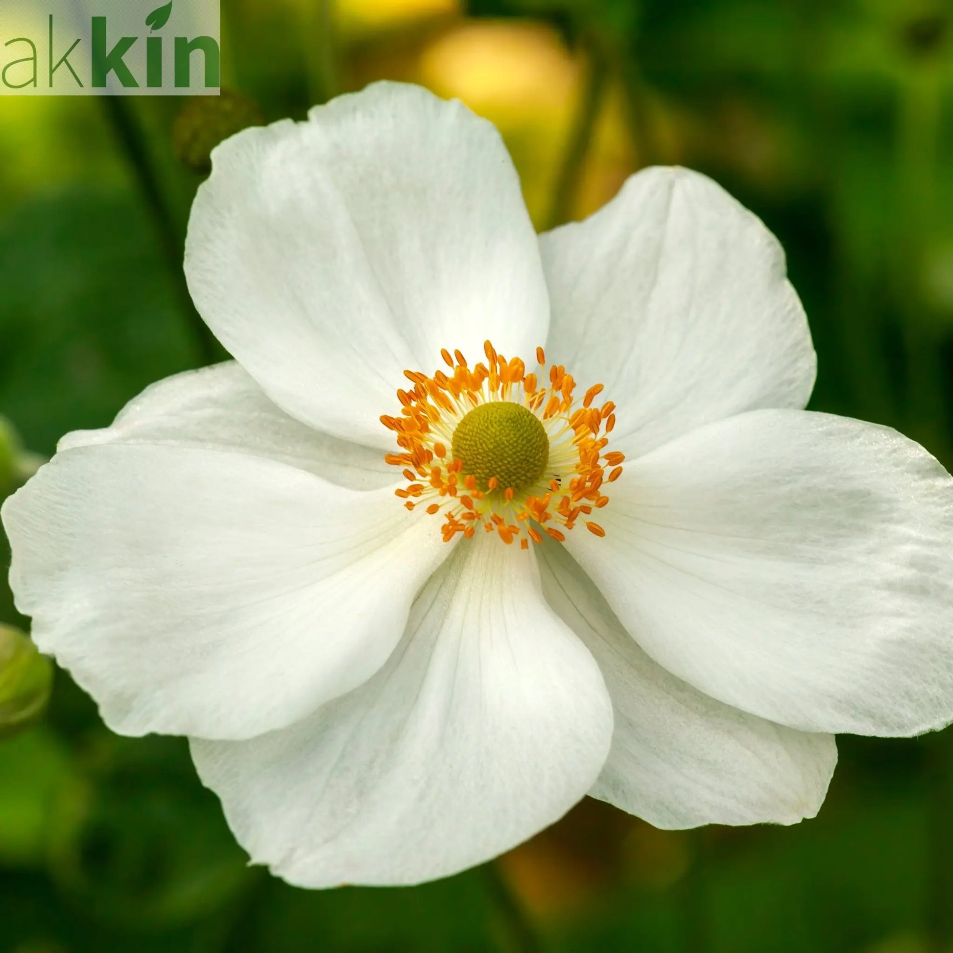 Anemone hybrida Honorine Jobert 9cm - 2L One Click Plants