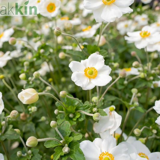 Anemone hybrida Honorine Jobert 9cm - 2L One Click Plants