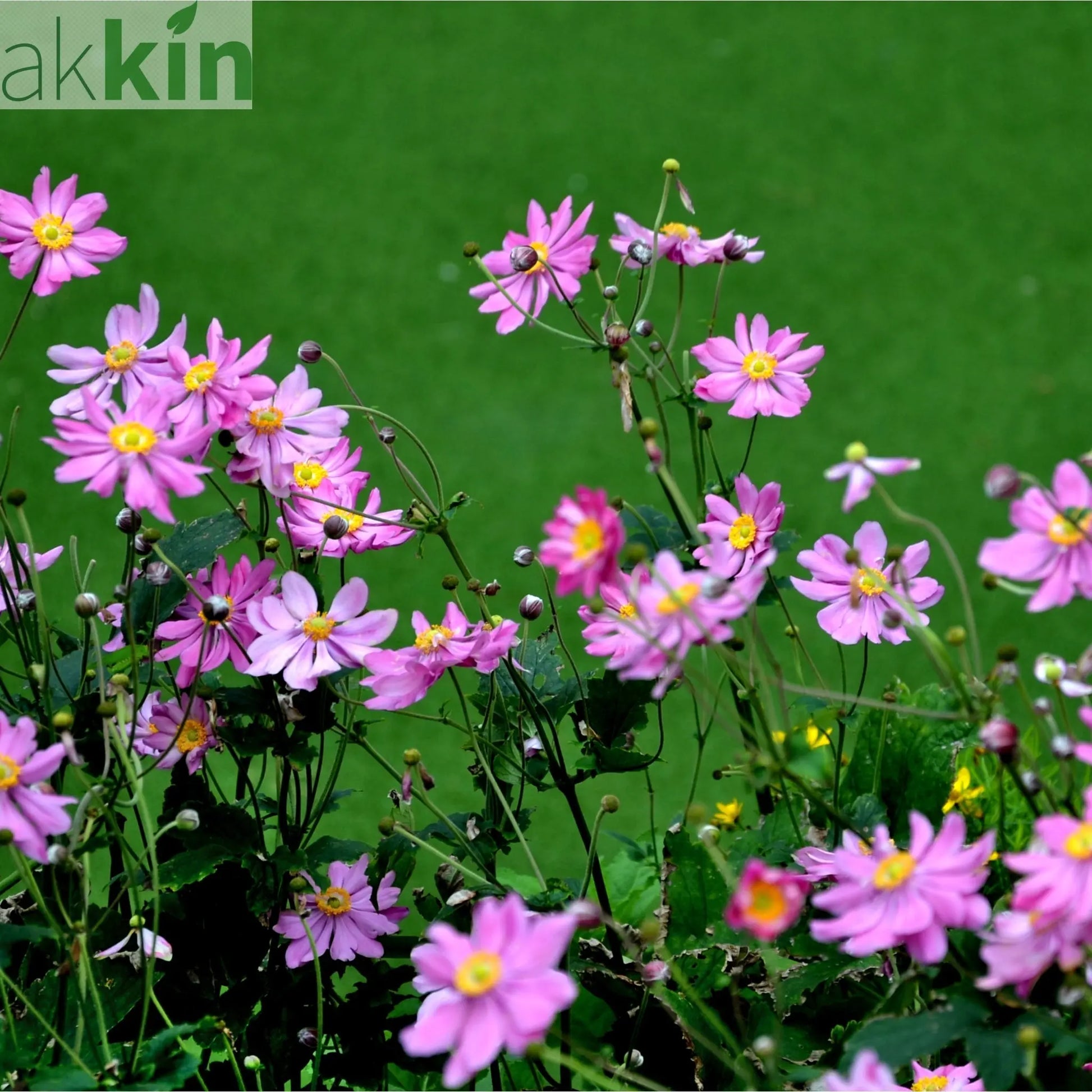 Anemone x hybrida 'Serenade' 1L One Click Plants
