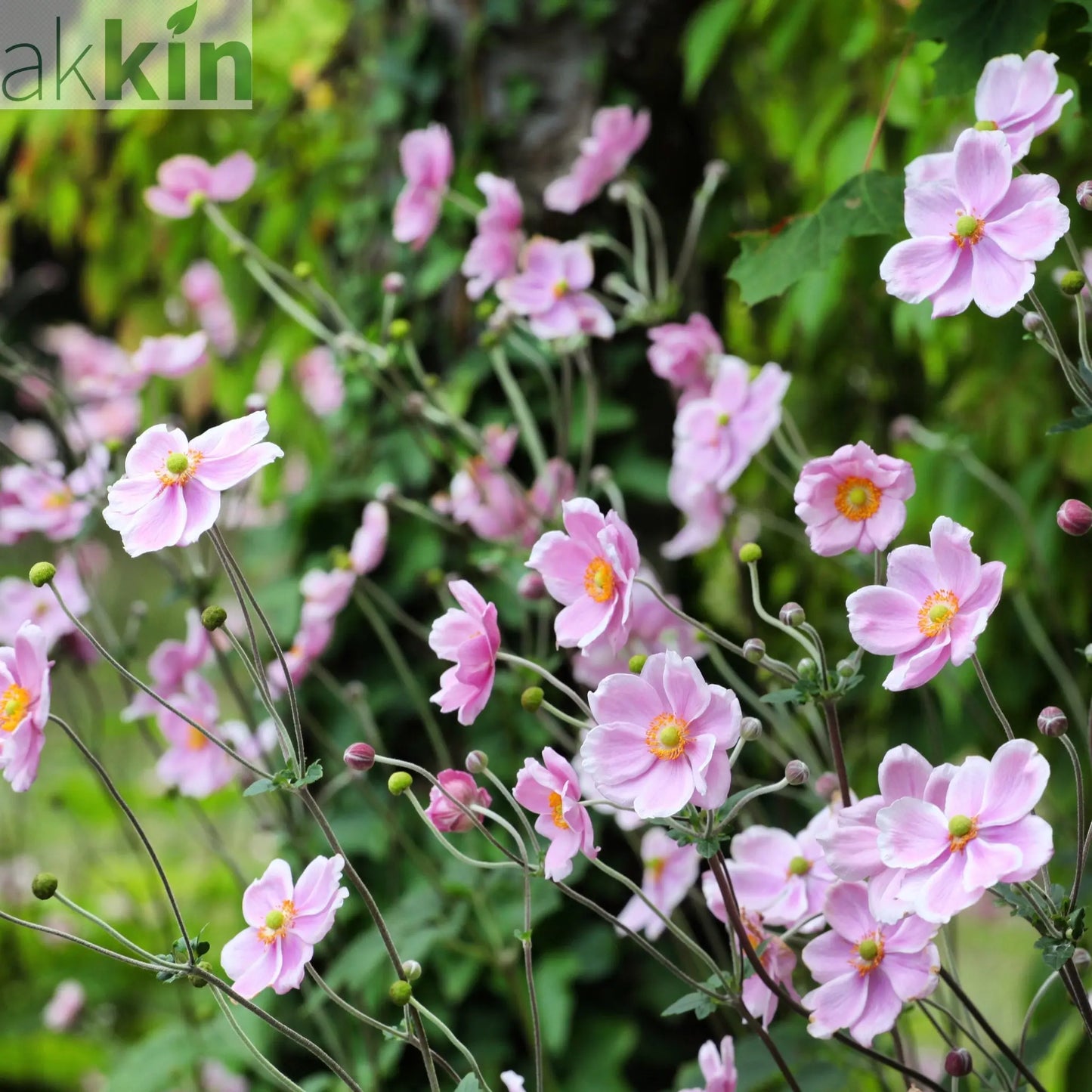 Anemone huphensis - 'Splendens' 1.5L One Click Plants