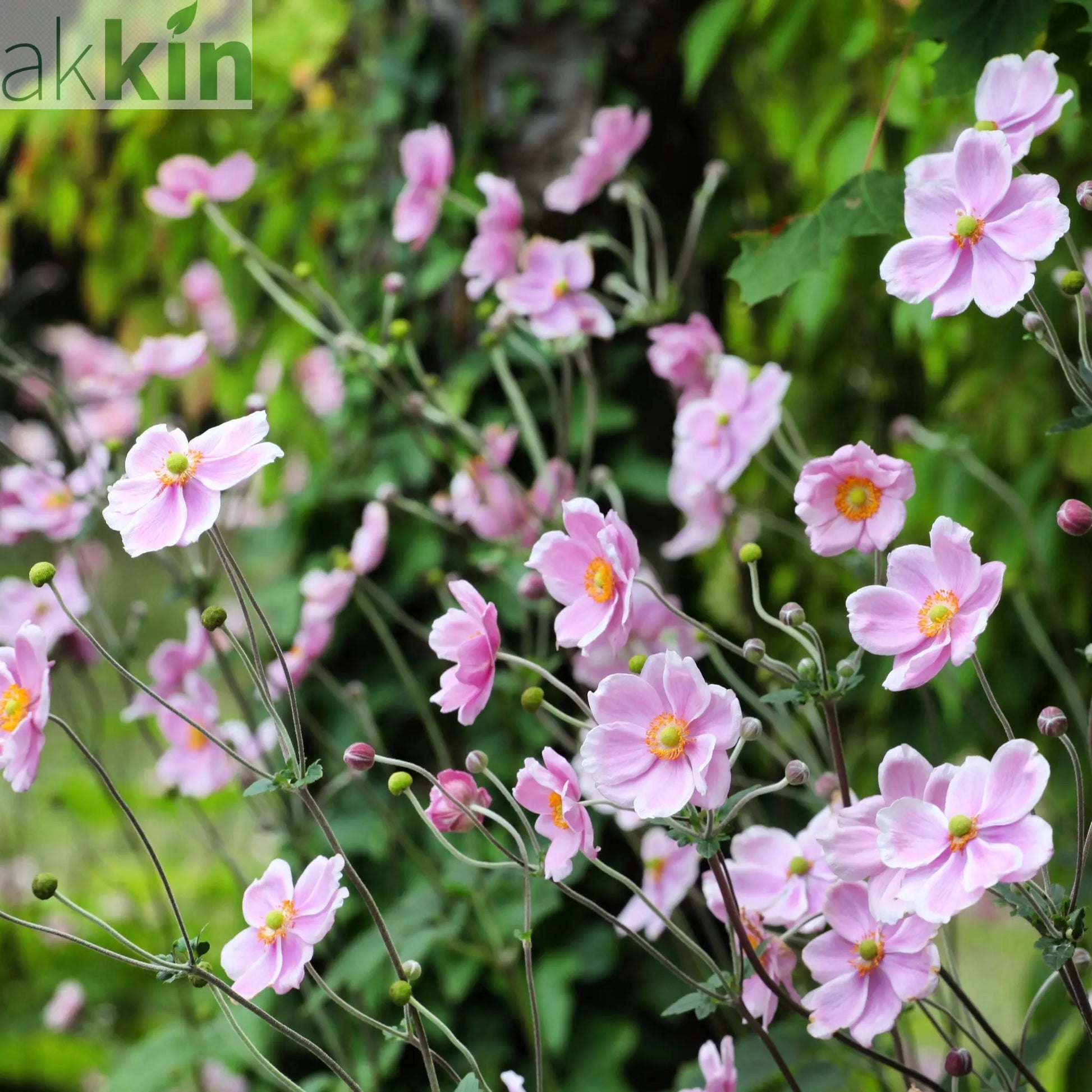 Anemone huphensis - 'Splendens' 1.5L One Click Plants