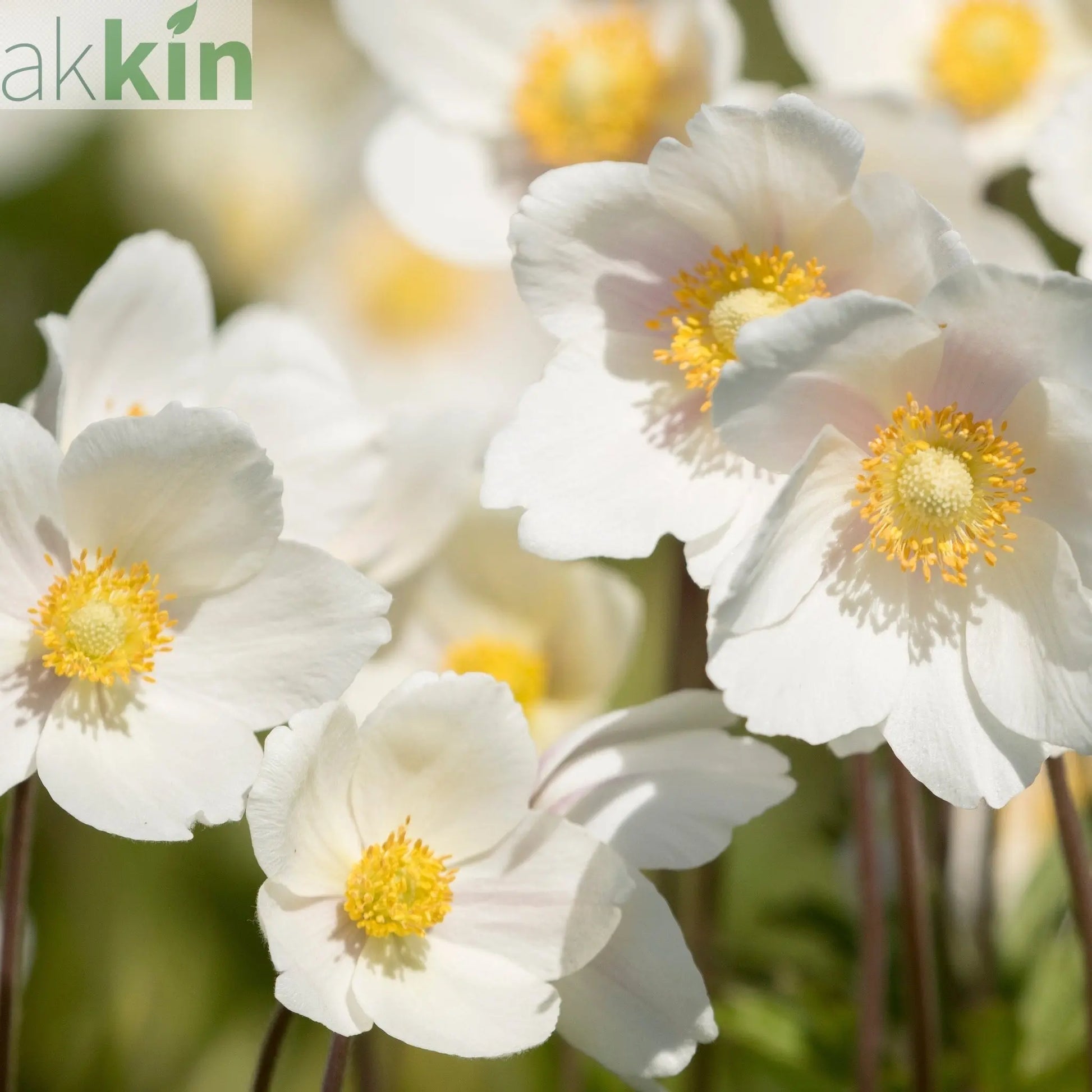 Anemone 'Dainty Swan' 3L One Click Plants
