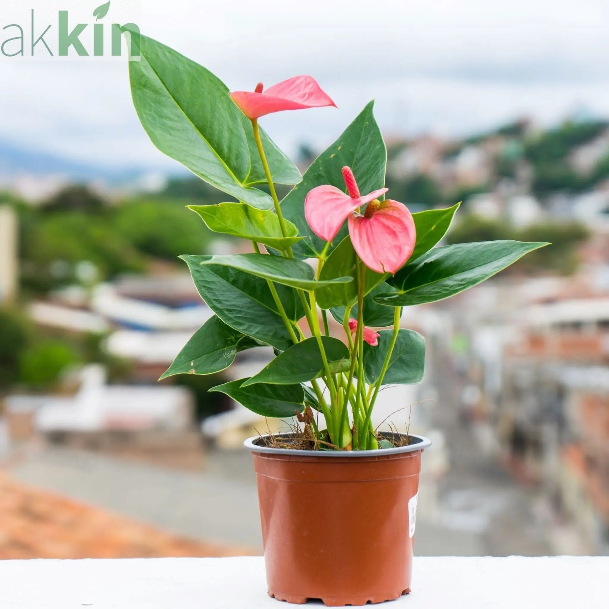 Anthurium - Candy Floss Pink One Click Plants