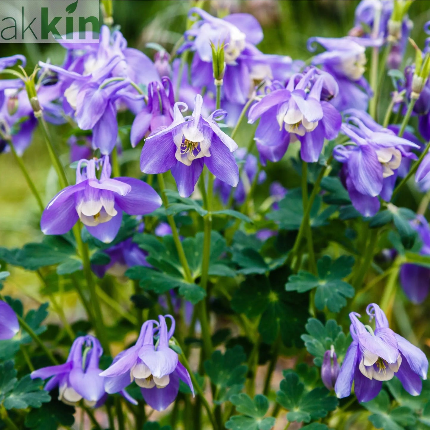 Aquilegia 'Spring Magic Blue' 9cm/1.5L One Click Plants