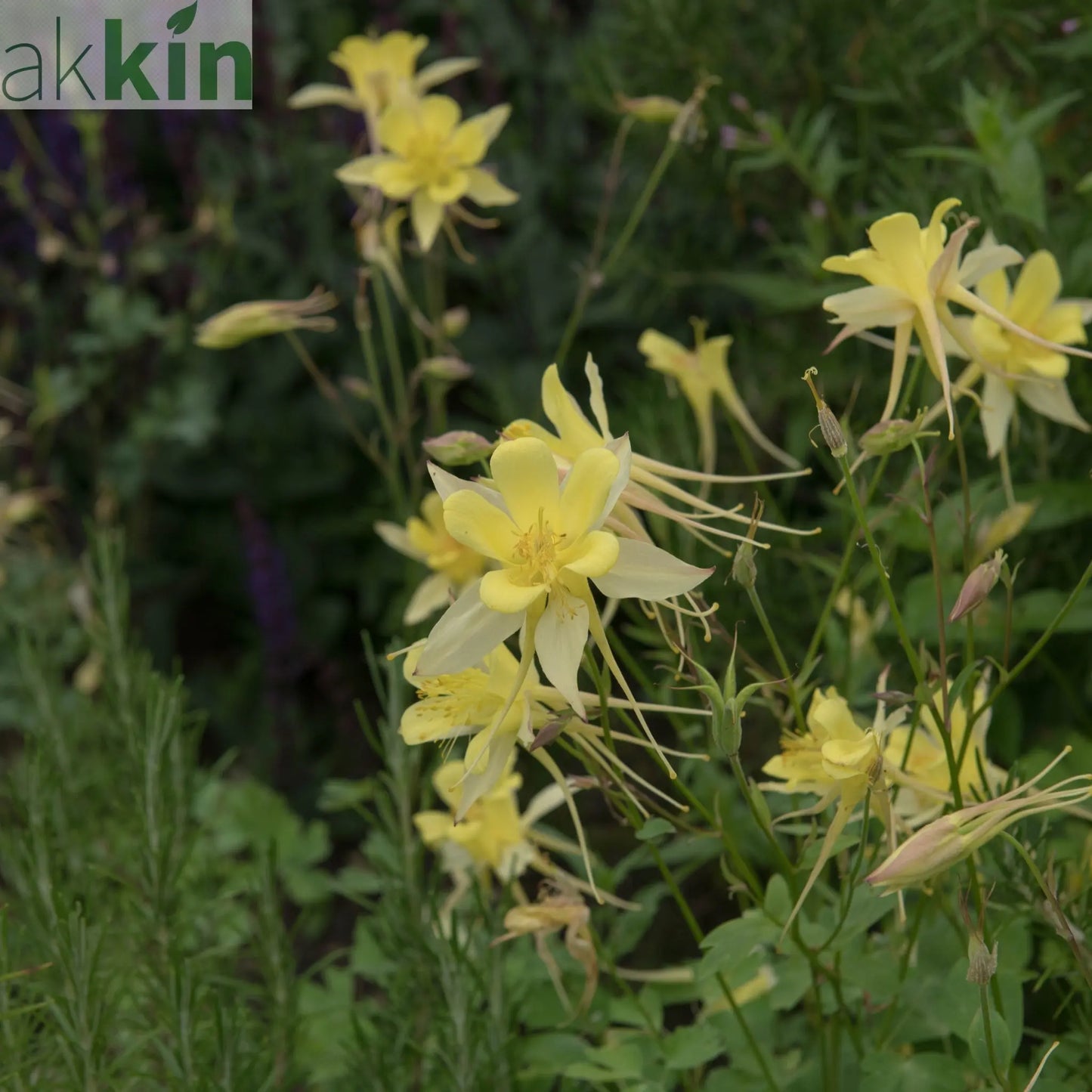 Aquilegia 'Spring Magic Yellow' One Click Plants