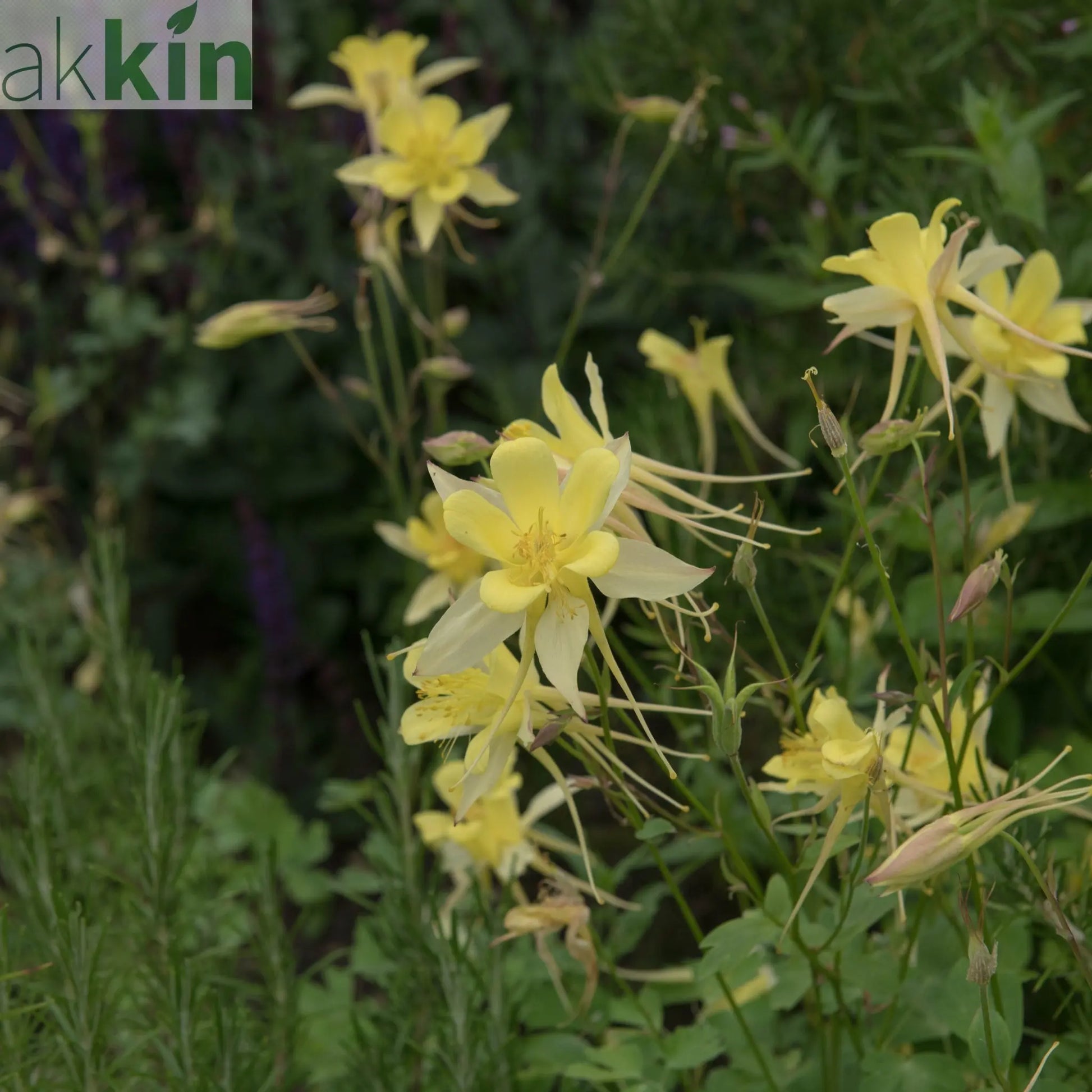 Aquilegia 'Spring Magic Yellow' One Click Plants