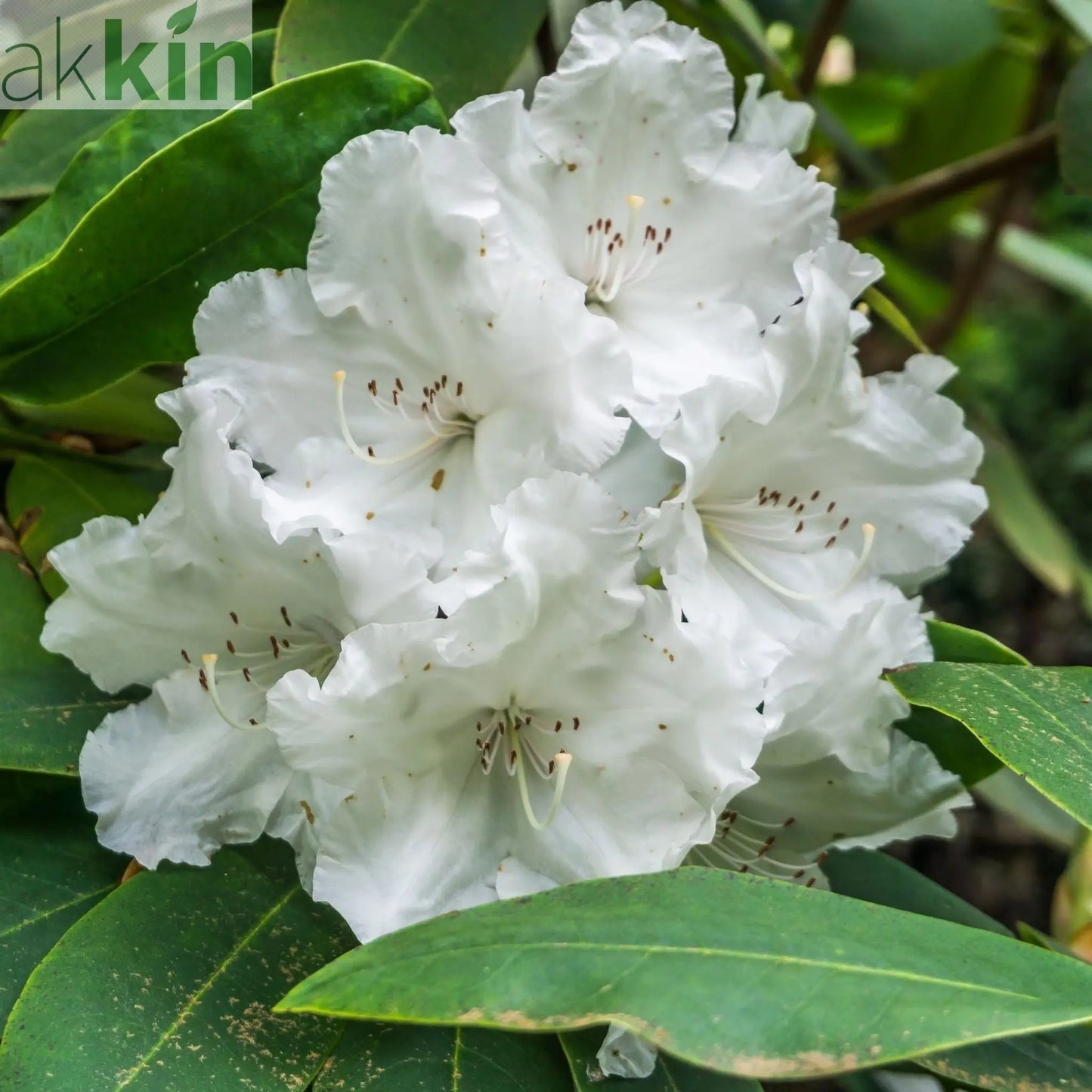 Rhododendron Dwarf White ‘Arctic Tern’ 2L One Click Plants