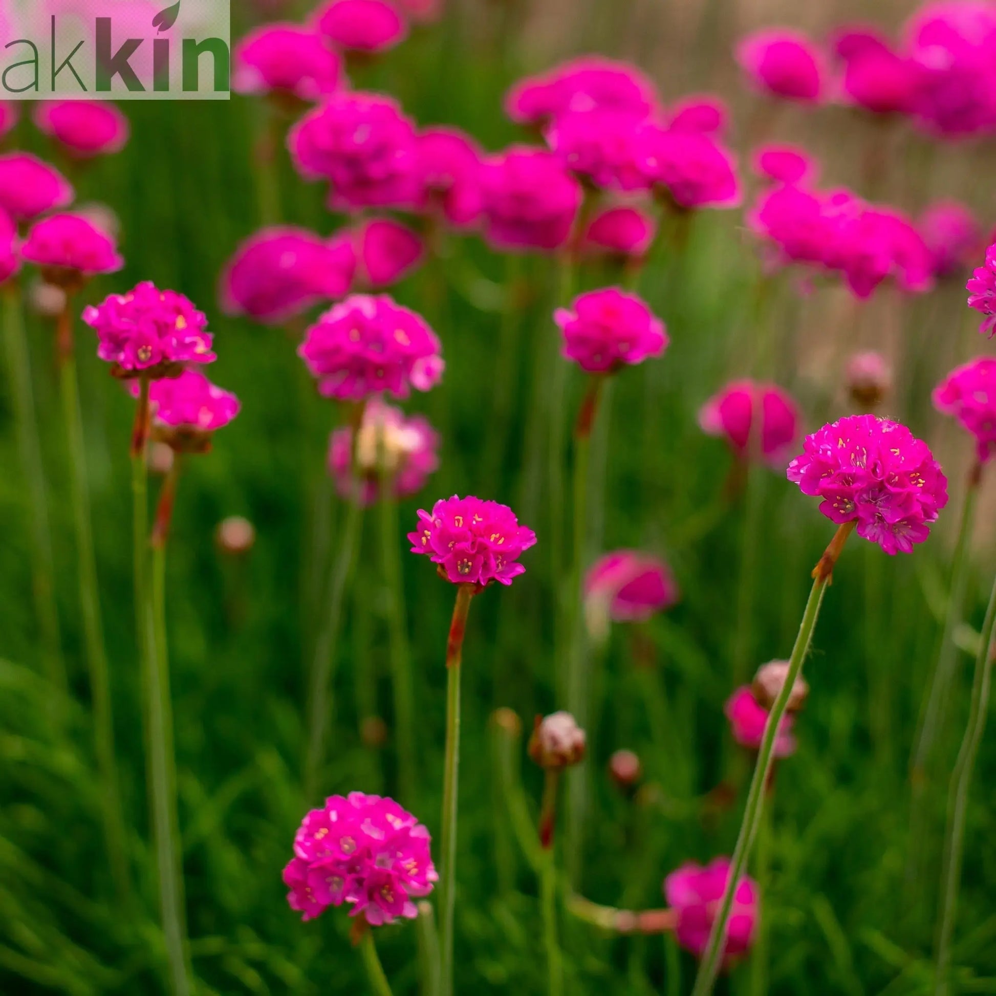 Armeria martima Deep Rose 1L One Click Plants