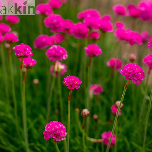 Armeria martima Deep Rose 1L One Click Plants