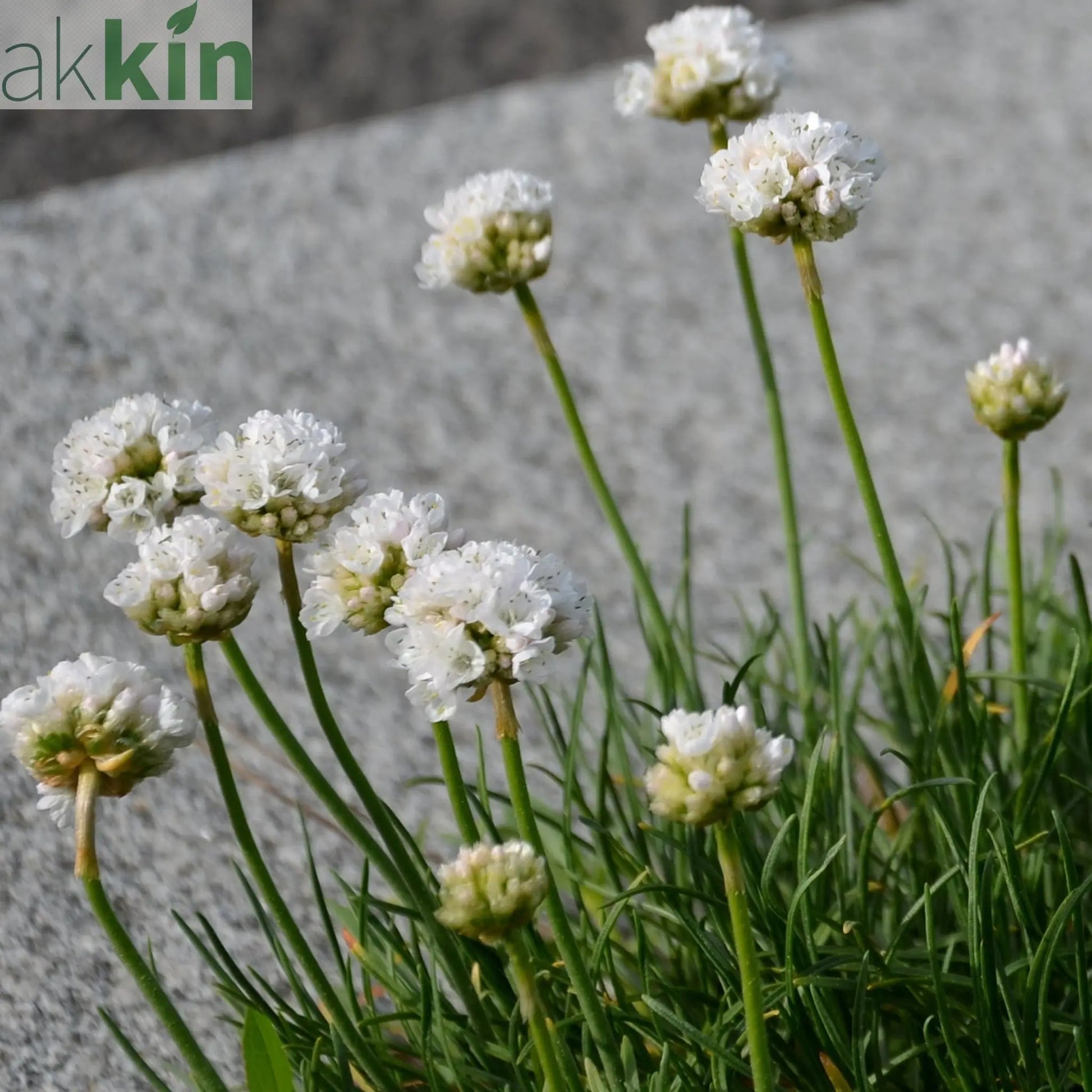 Armeria pseudarmeria White 9cm / 3L One Click Plants