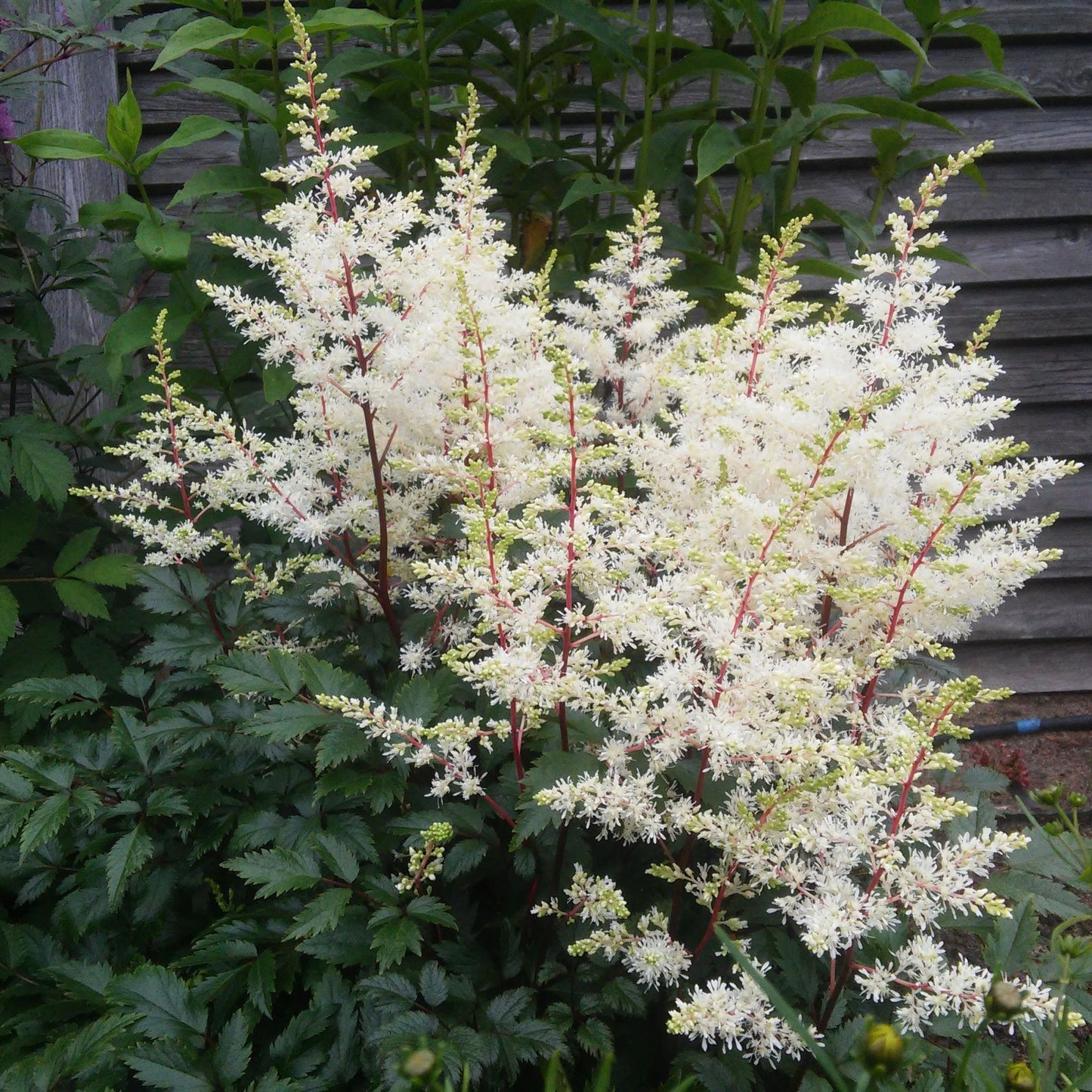 Astilbe  arendsii White 9cm/2L One Click Plants