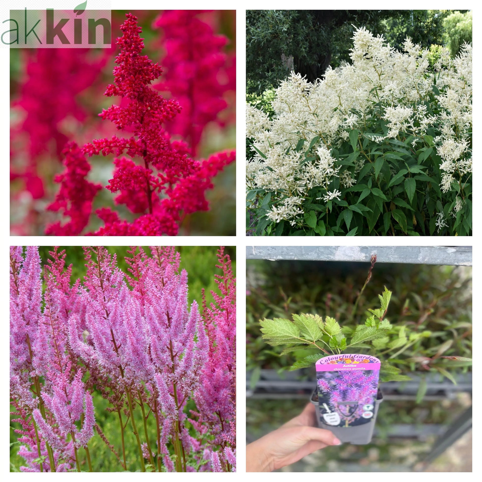 Mix of 3 x Astilbe 9cm One Click Plants