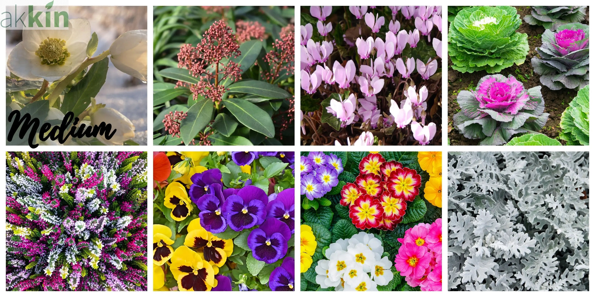 Autumn & Winter Flowering Mix One Click Plants