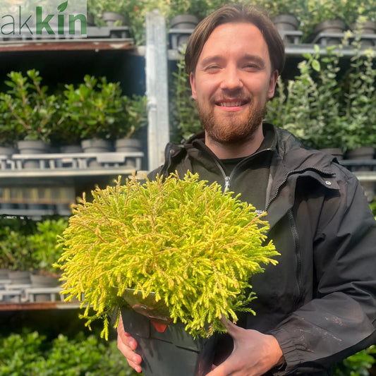 Thuja occidentalis 'Golden Tuffet' 2L One Click Plants