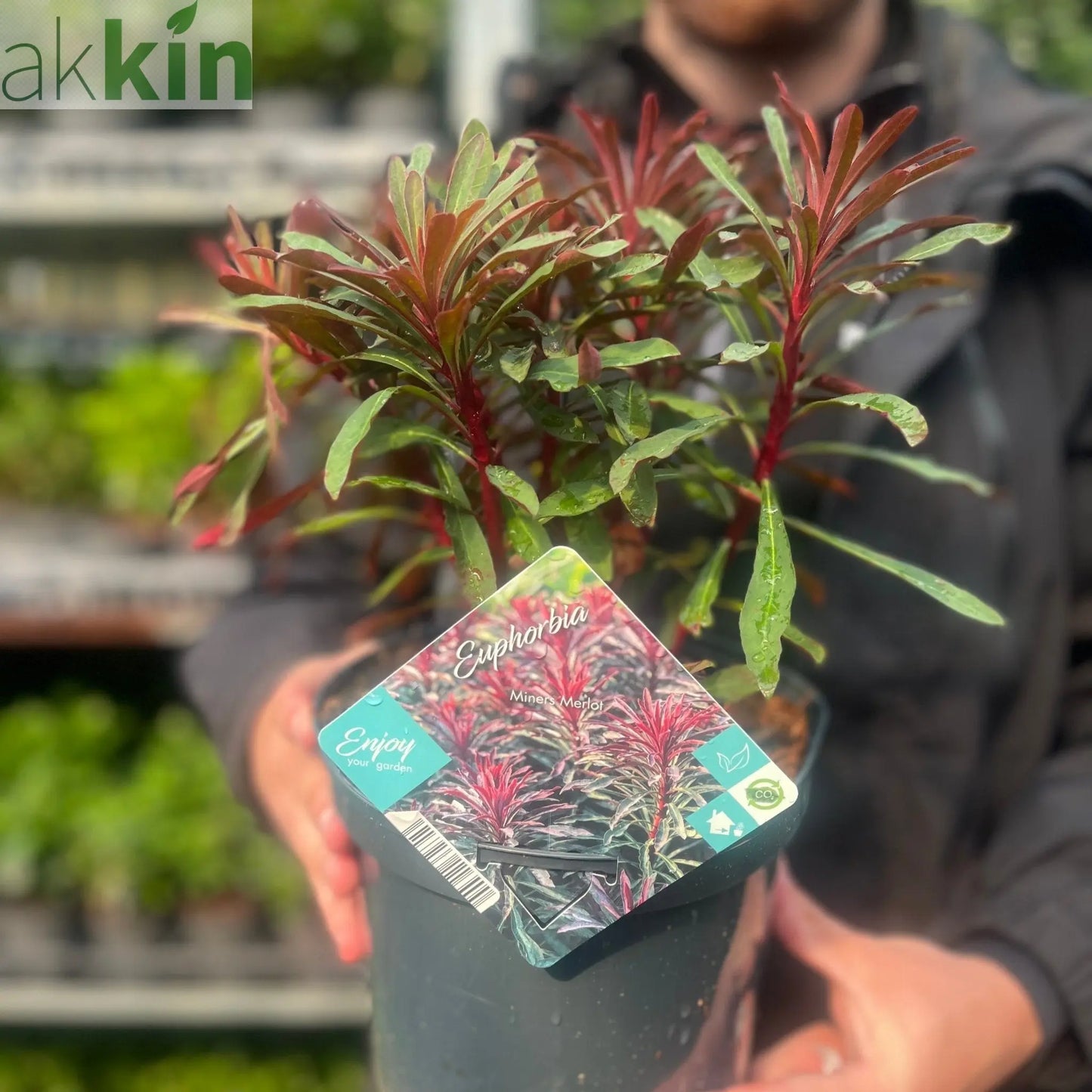 Euphorbia 'Miners Merlot' 9cm/2L One Click Plants