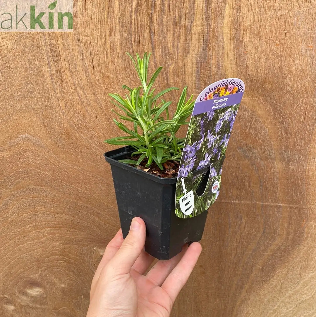 Rosemary officinalis (8cm/1.5L) One Click Plants