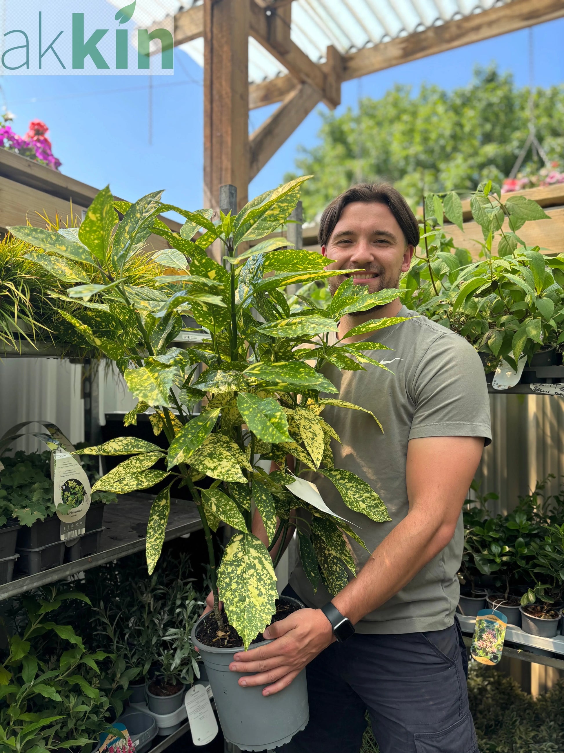 Aucuba Spotted Laurel 2L / 5L One Click Plants