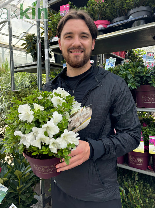Azalea Encore 'Autumn Pure White' 3L One Click Plants