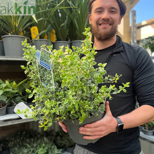 Euonymus fortunei ‘Emerald Gaiety’ 1L / 5L One Click Plants