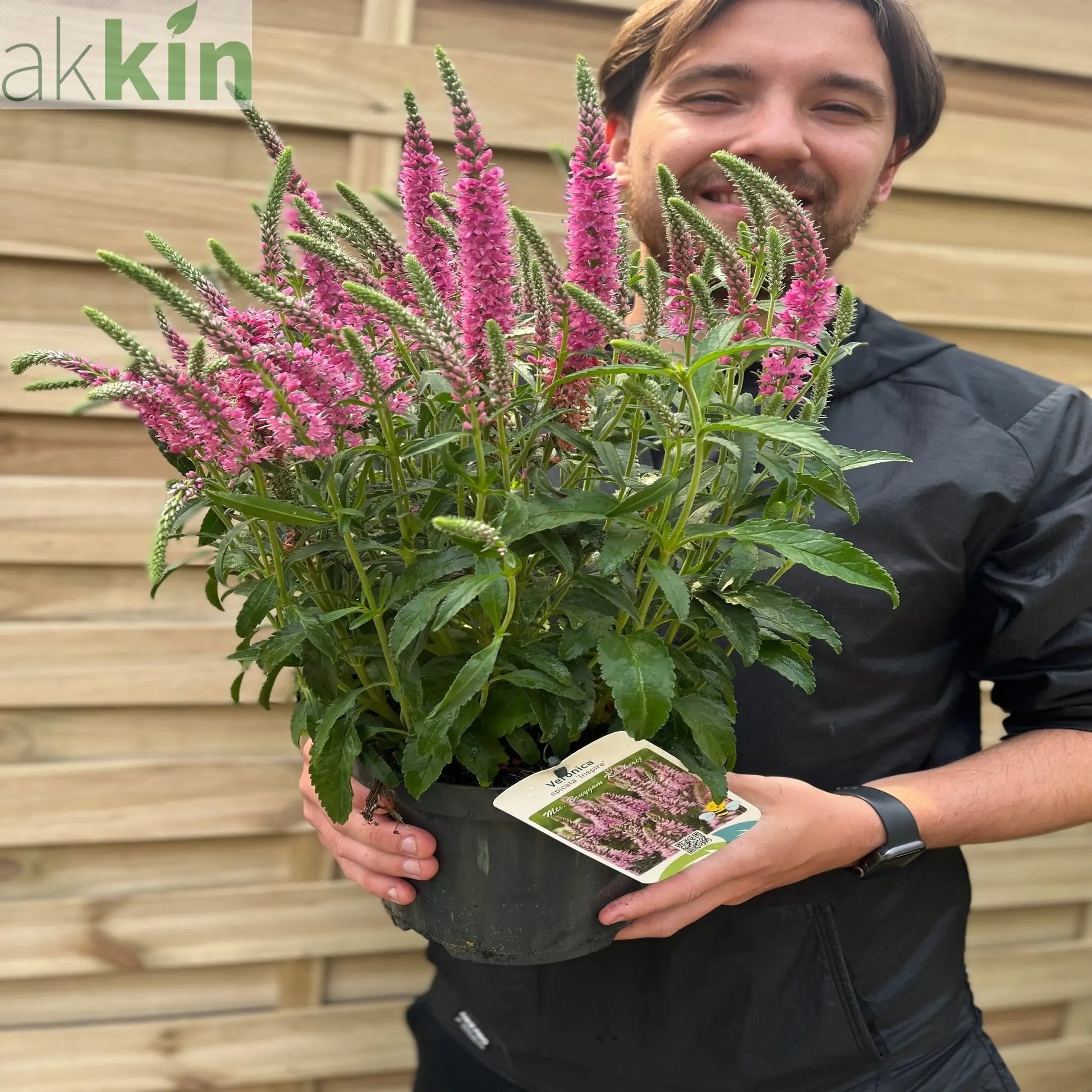 Veronica spicata 'Inspire' Rose 3L One Click Plants