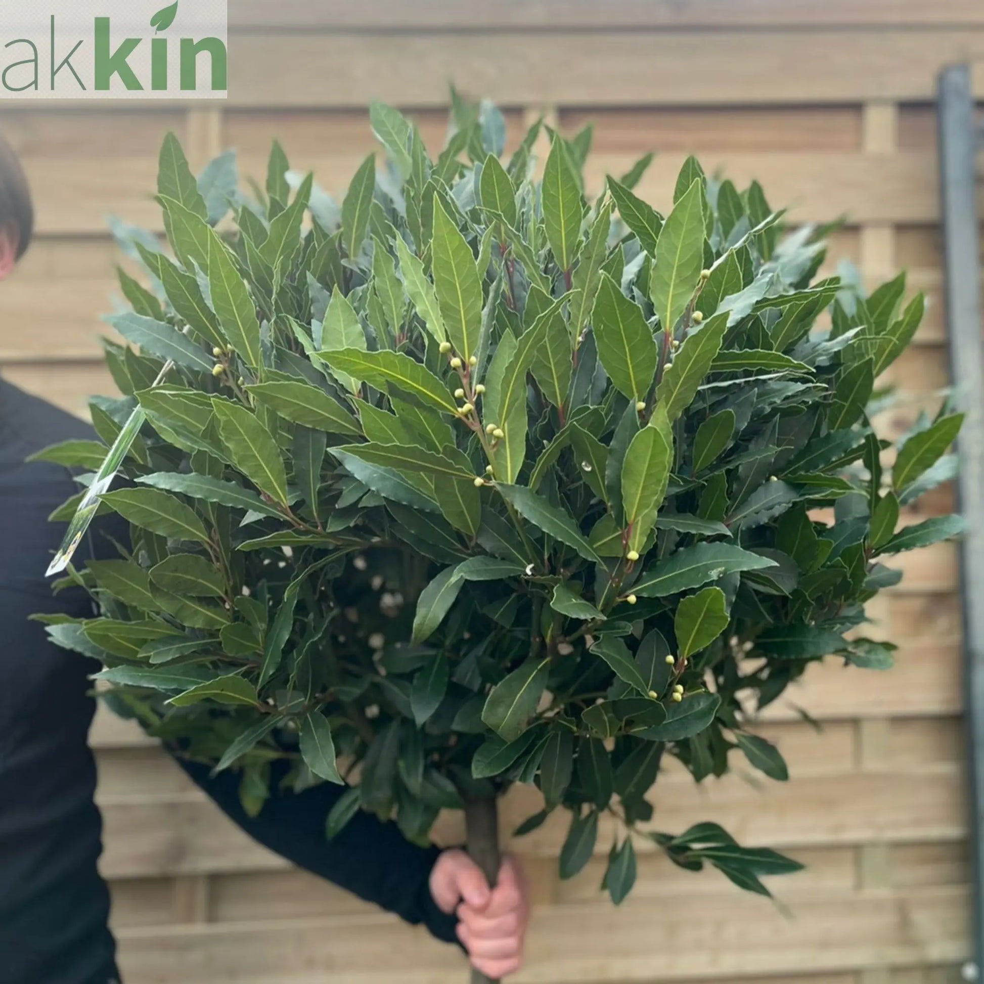 3/4 Standard Bay Tree | Laurus nobilis |160-170cm One Click Plants