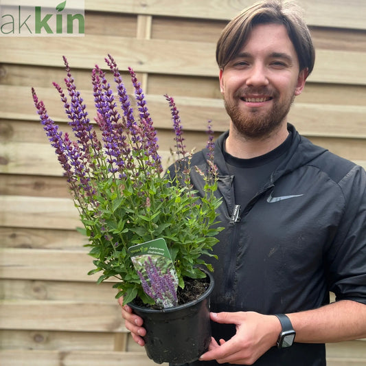 Salvia nemorasa 'Ostfriesland' Blue 9cm / 2L One Click Plants