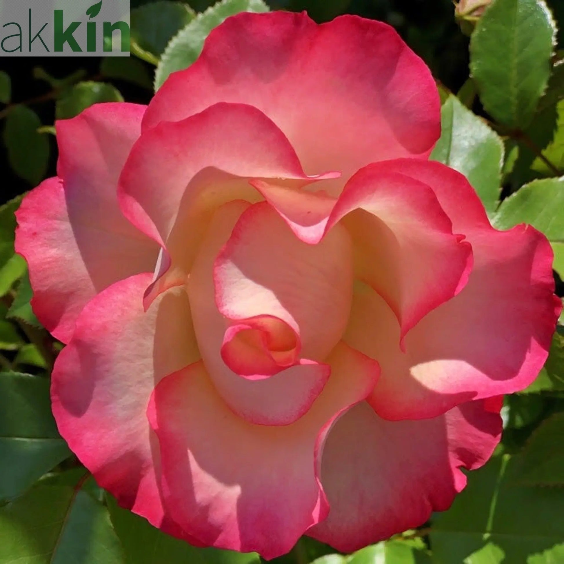 Rose Birthday Girl ‘Meilasso’ | Floribunda Rose | 4L Potted Rose (PRE ORDER DECEMBER '25) One Click Plants