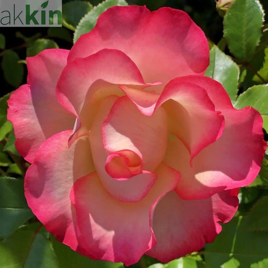 Rose Birthday Girl ‘Meilasso’ | Floribunda Rose | 4L Potted Rose (PRE ORDER DECEMBER '25) One Click Plants