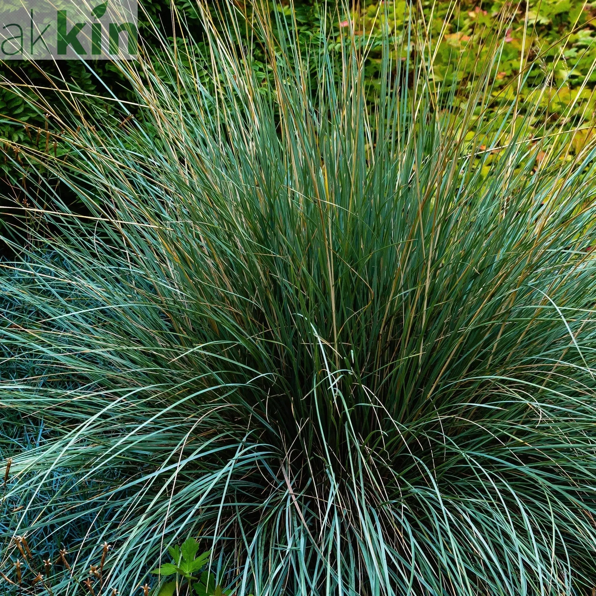 Blue Grass - Festuca Elijah Blue One Click Plants