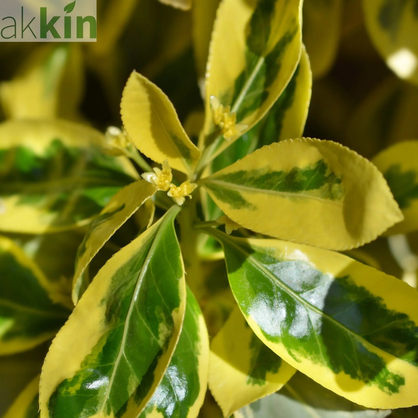Euonymus japonicus 'Bravo' 9cm / 3L One Click Plants