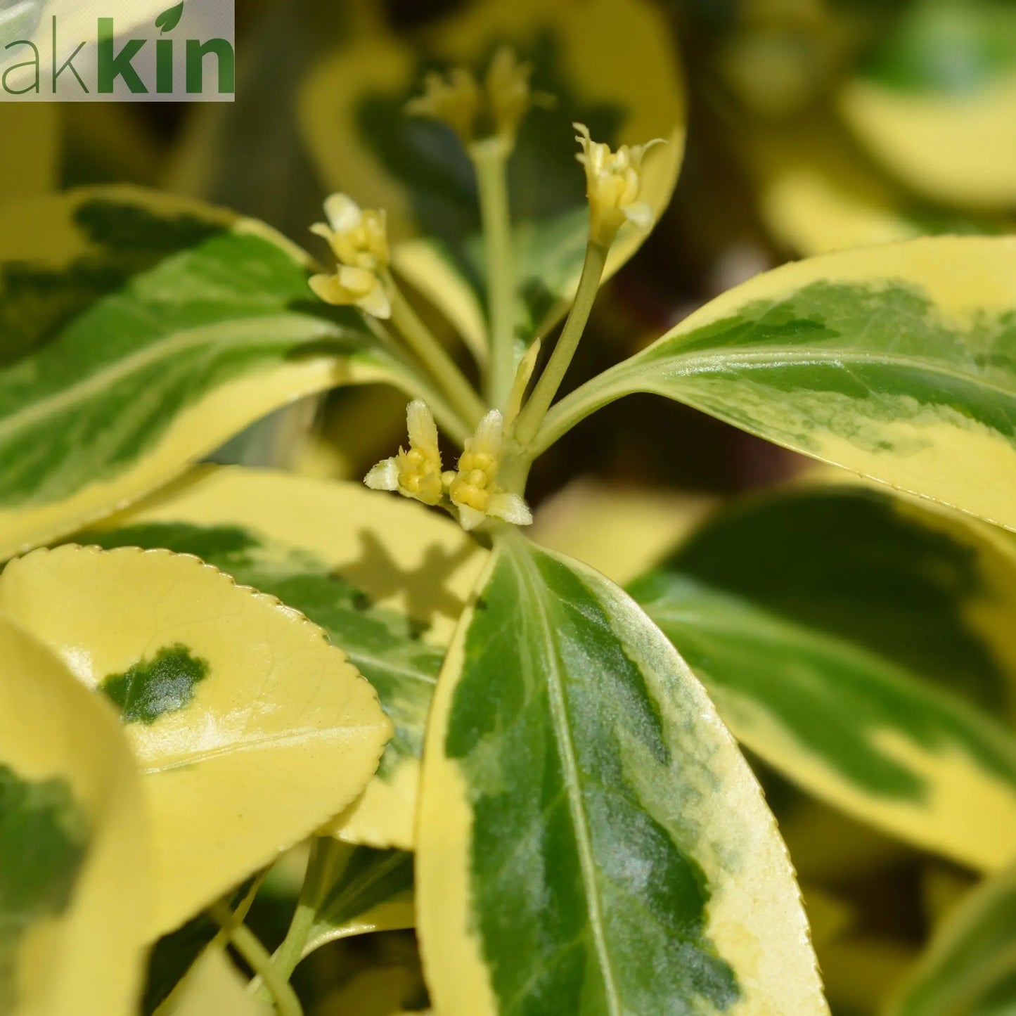 Euonymus japonicus 'Bravo' 9cm / 3L One Click Plants