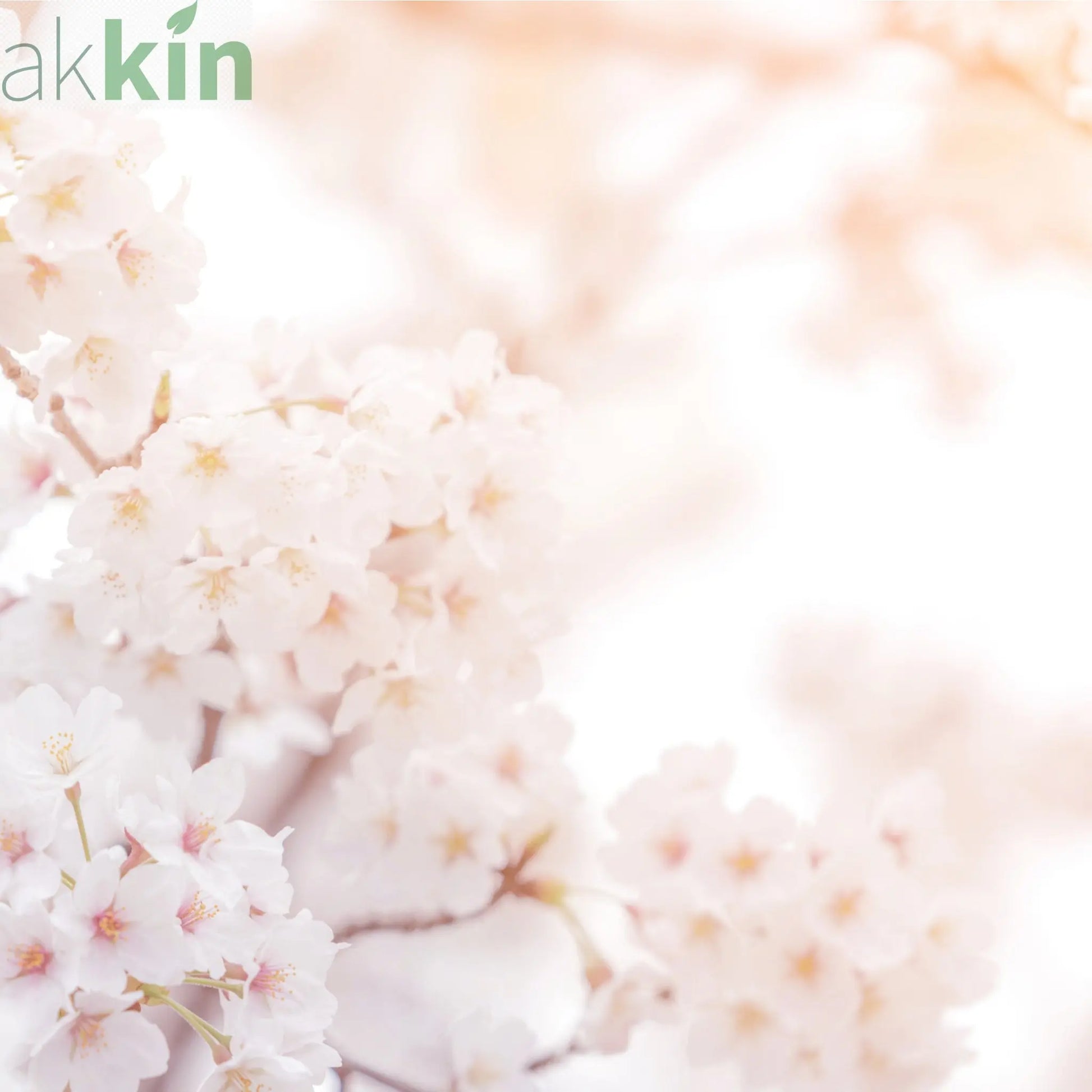 Ornamental Flowering Cherry Blossom Dwarf Tree -  Nipponica ‘Brilliant' (2 Sizes Available) One Click Plants