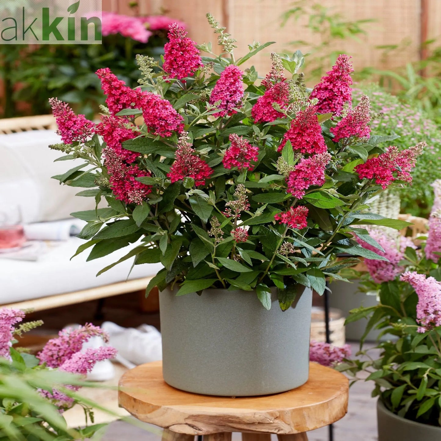 Buddleja Butterfly Candy 'Little Ruby' 9cm/1L/2L/3L One Click Plants